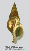 Colus stimpsonii